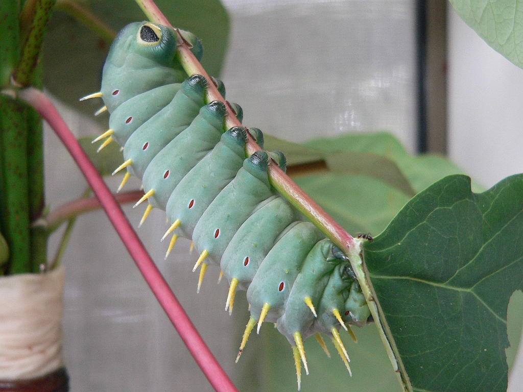 077 Kuranda Butterfly Sancturary.jpg